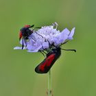 Sommer im Nordschwarzwald/ 22