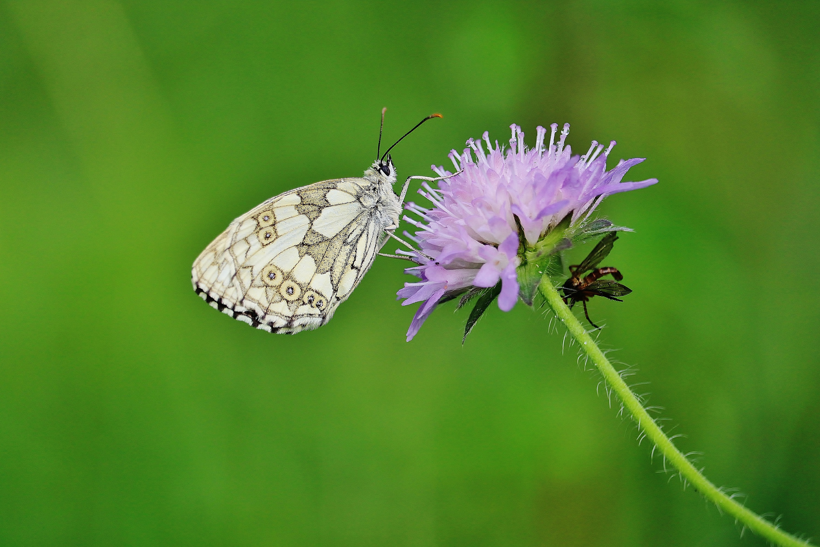 Sommer im Nordschwarzwald/ 4