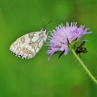 Sommer im Nordschwarzwald/ 4