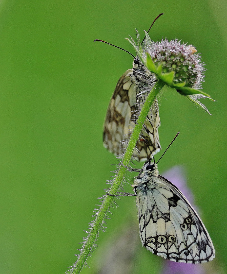 Sommer im Nordschwarzwald/ 6