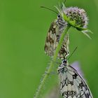 Sommer im Nordschwarzwald/ 6