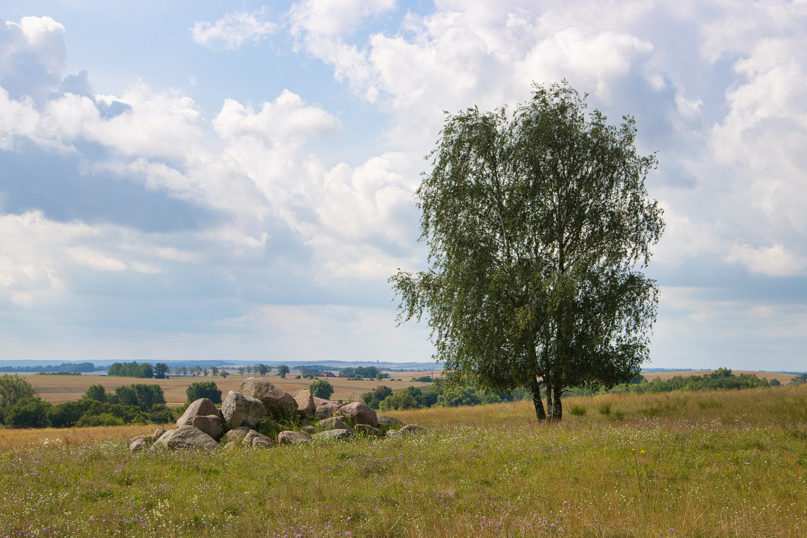 Sommer im NSG Charlottenhöhe