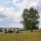 Sommer im NSG Charlottenhöhe