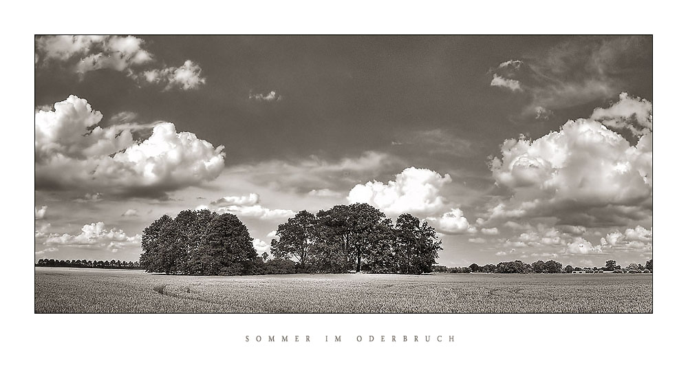 Sommer im Oderbruch