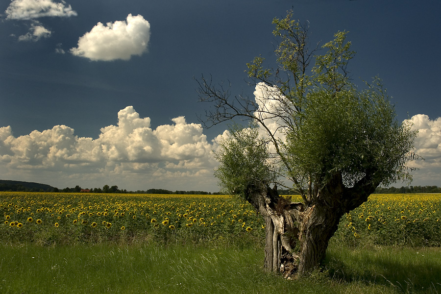 Sommer im Oderbruch