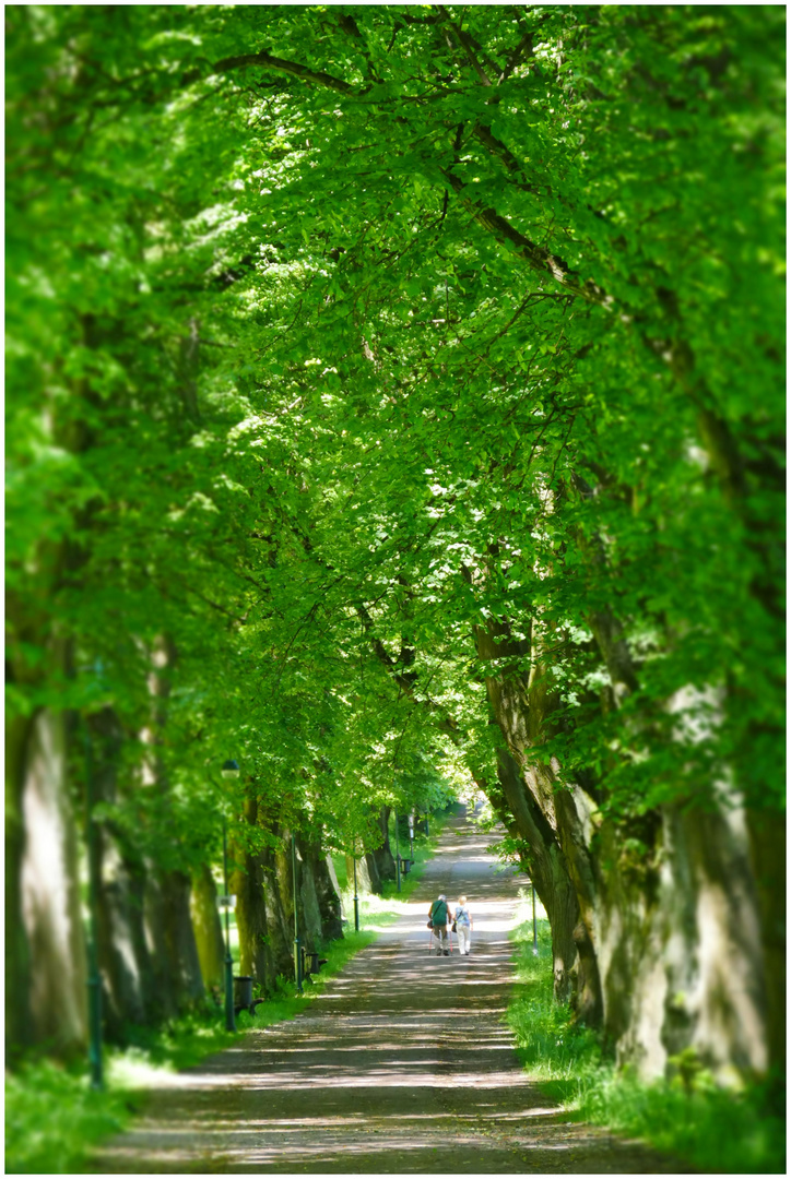 Sommer im Park