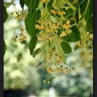 Sommer im Park