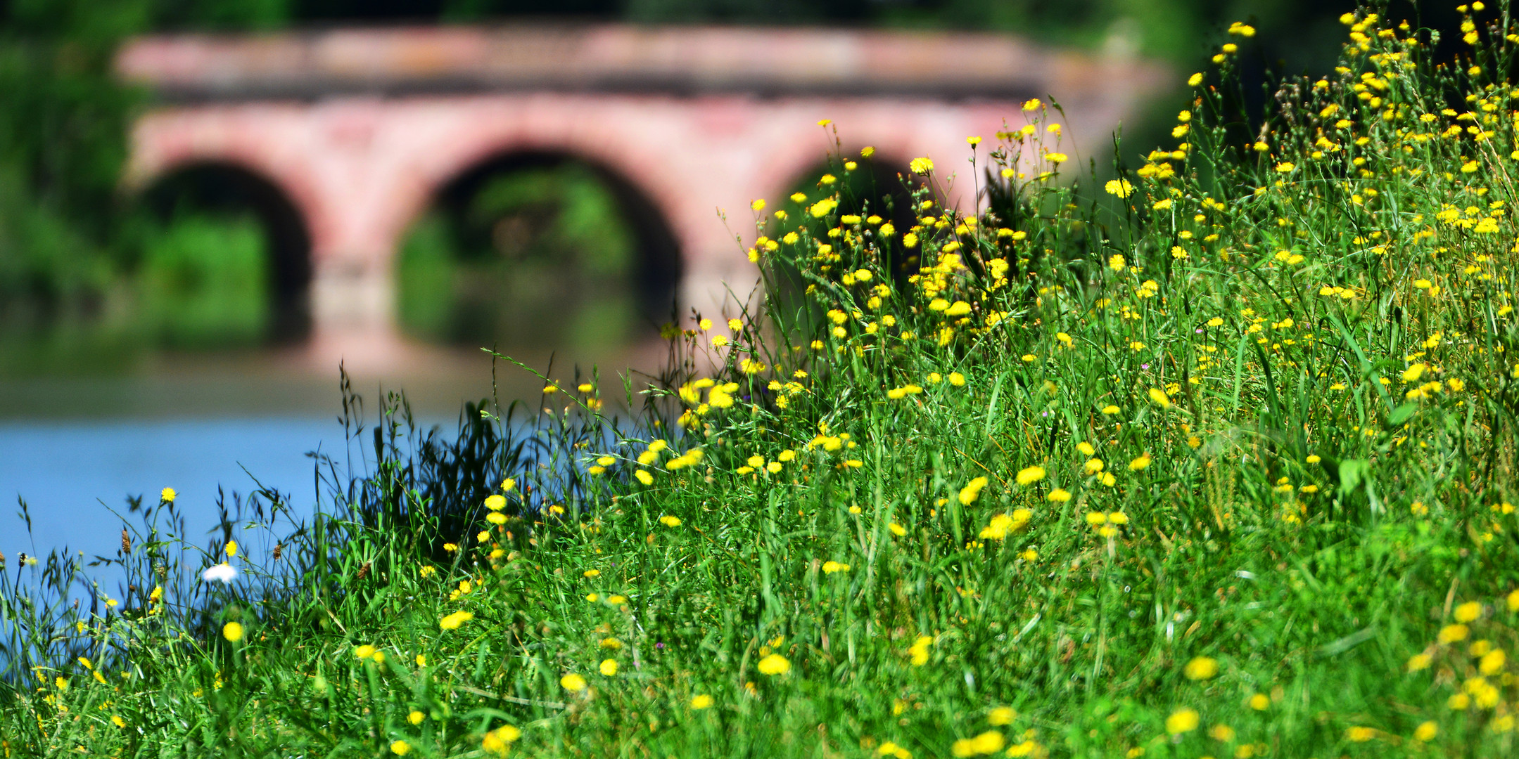 Sommer im Park Schönbusch