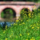 Sommer im Park Schönbusch