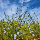 Sommer im Périgord 01