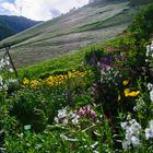 Sommer im Pfossental