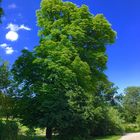 Sommer im Rosensteinpark