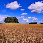 Sommer im Rügenschen Muttland...