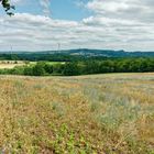 Sommer im Saarland