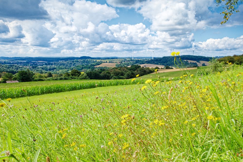 Sommer im Saarland