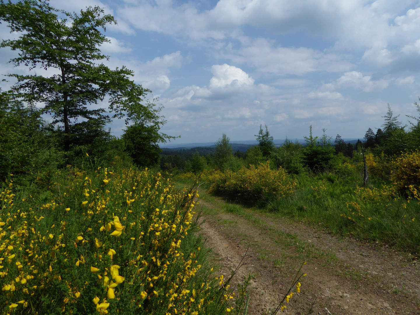 Sommer im Sauerland (P1010318)