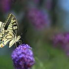 Sommer im Schmetterlingsflieder!