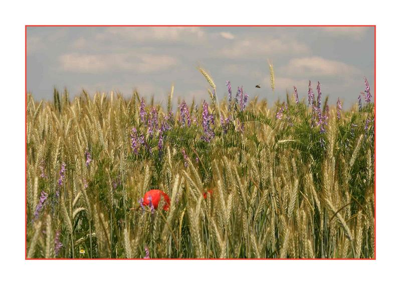 Sommer im Schwabenland