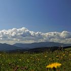 Sommer im Schwarzwald