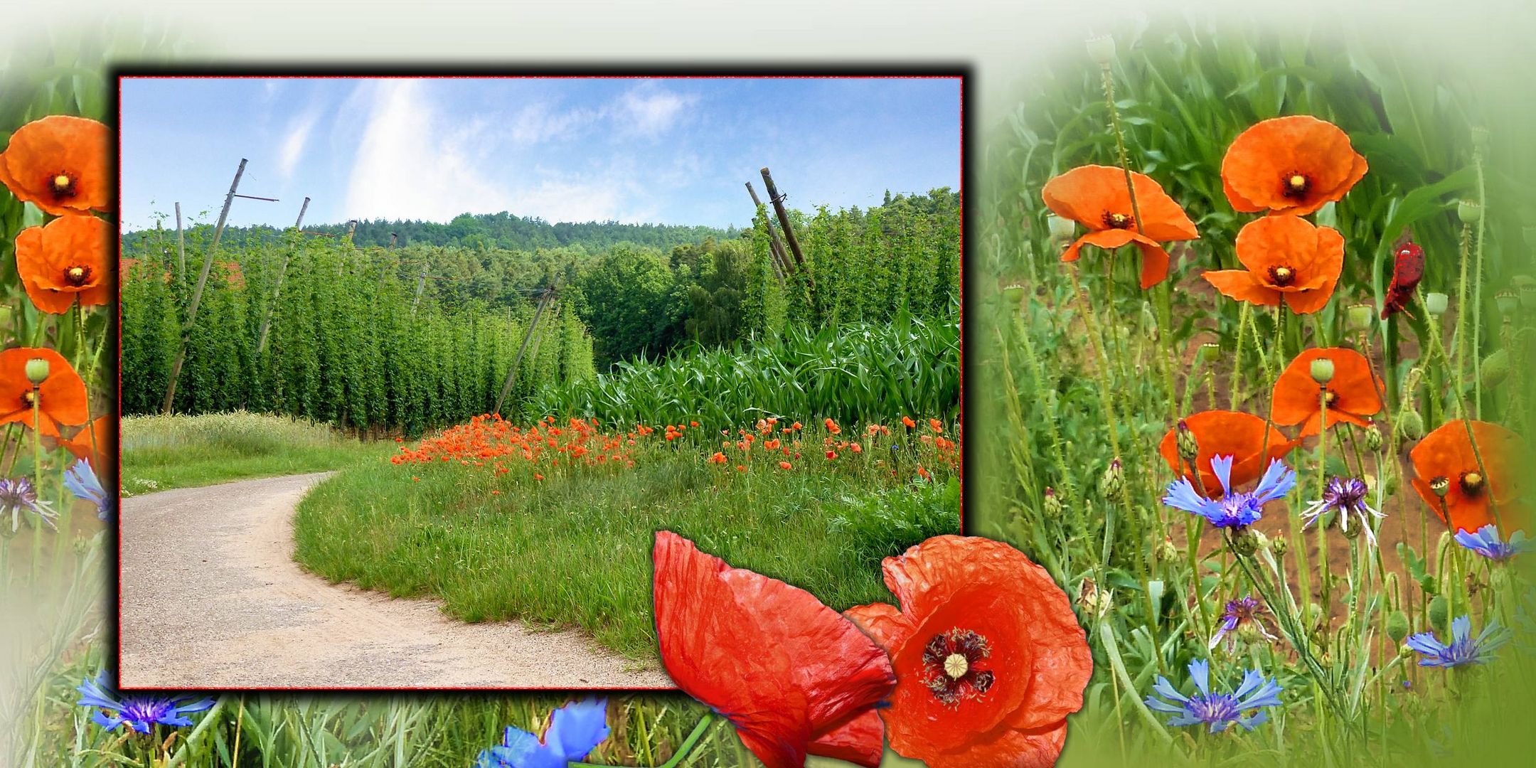 Sommer im Spalter Hopfenland