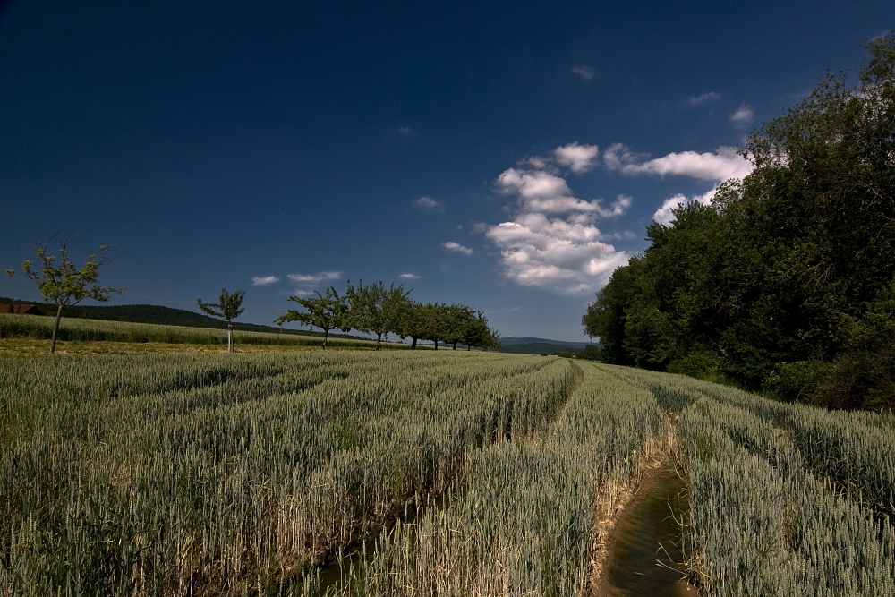 Sommer im Taunus