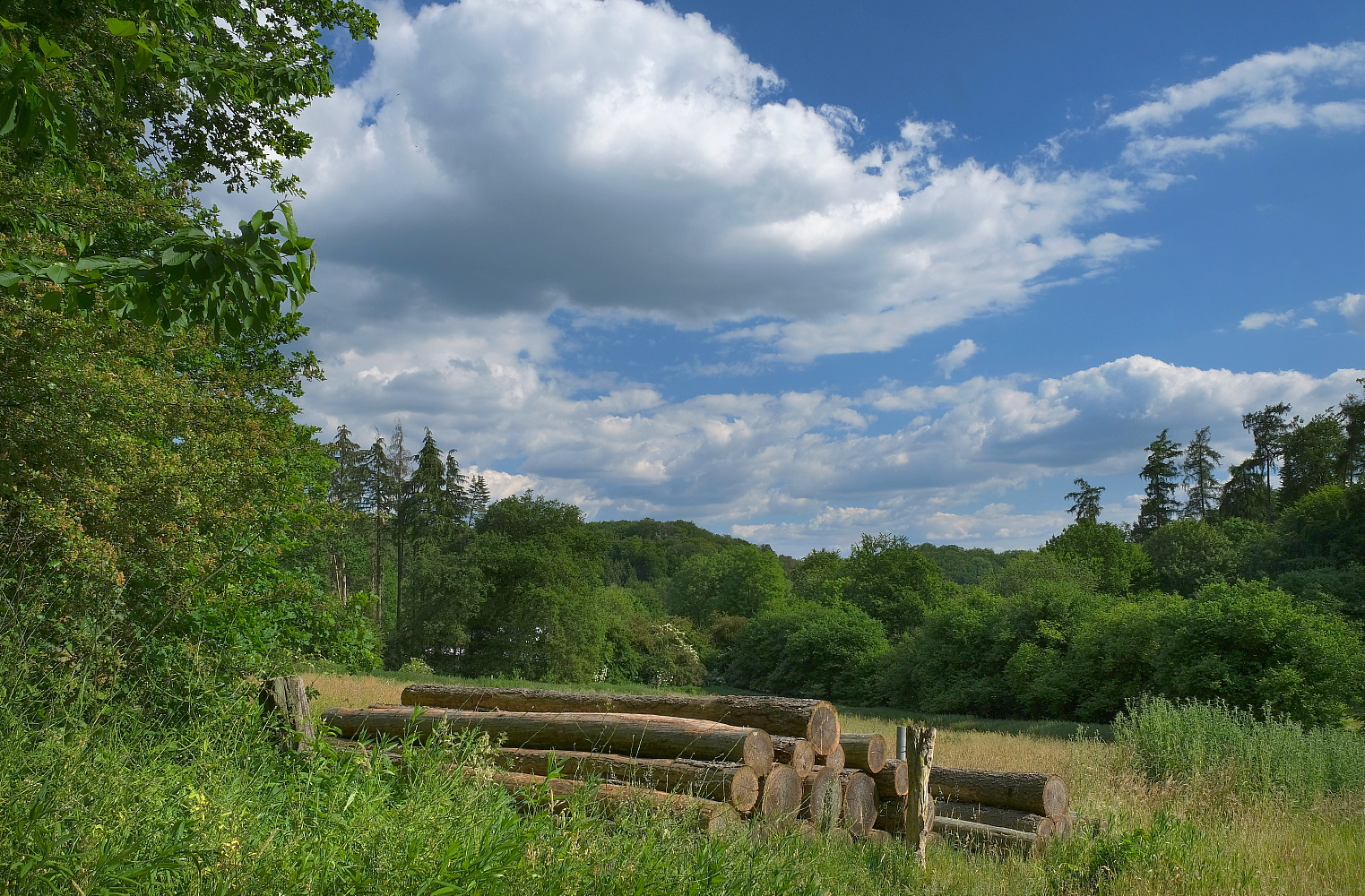 Sommer im Teutoburger Wald