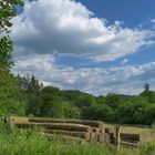 Sommer im Teutoburger Wald