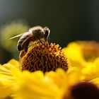 Sommer im Vorbeigehen