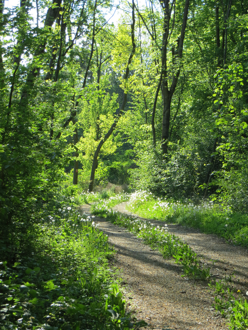 Sommer im Wald