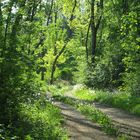 Sommer im Wald