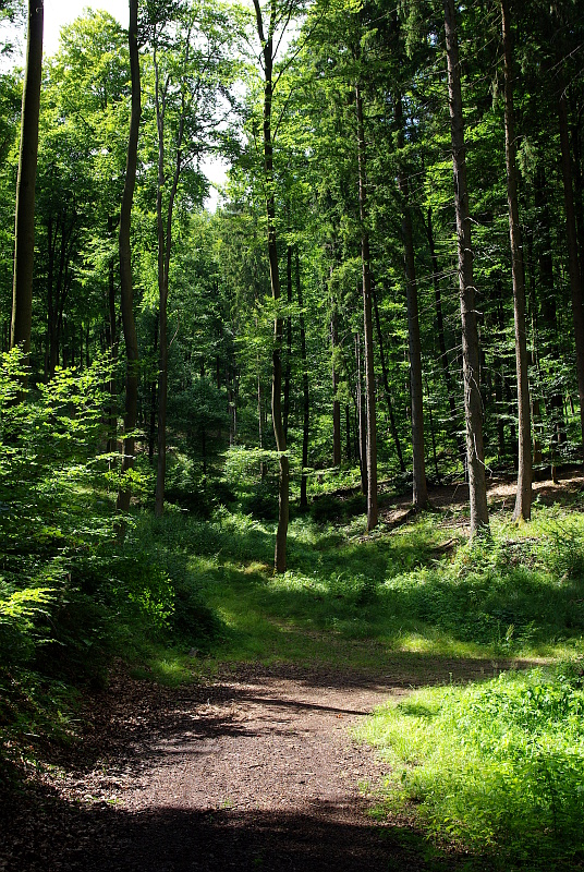 Sommer im Wald