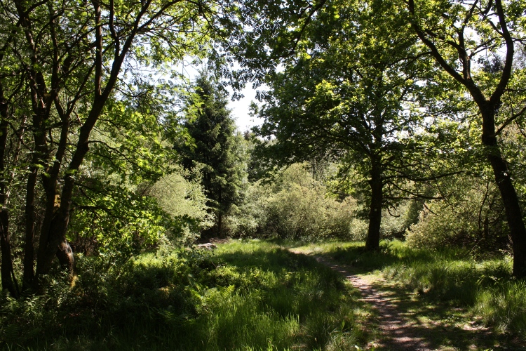 Sommer im Wald