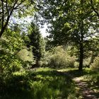 Sommer im Wald