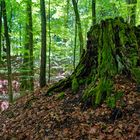 Sommer im Wald