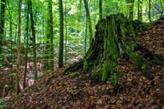 Sommer im Wald