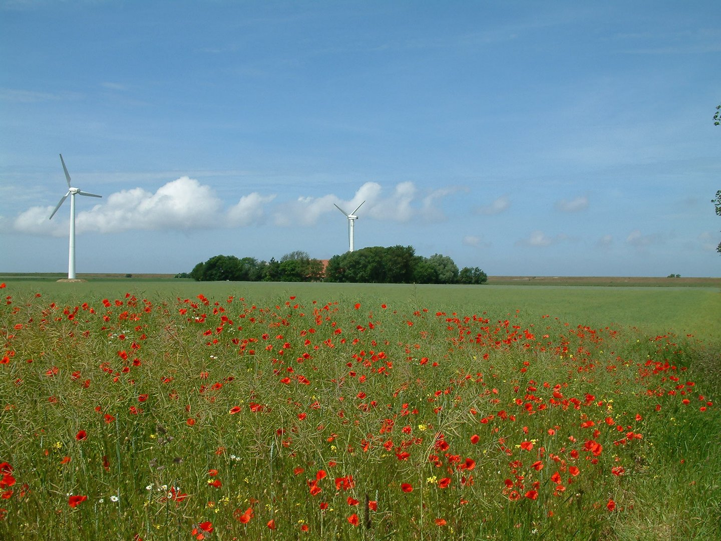 Sommer im Wangerland/LK-Friesland