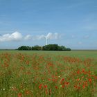 Sommer im Wangerland/LK-Friesland