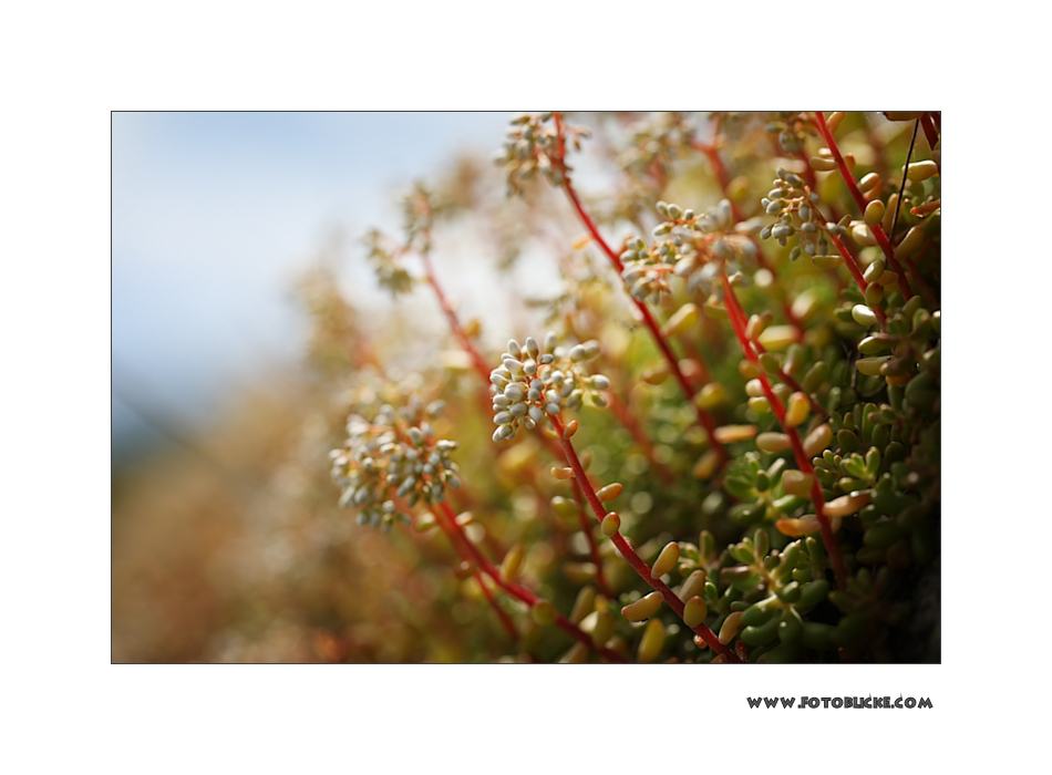 Sommer im Weinberg #1