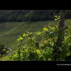 Sommer im Weinberg #3