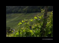 Sommer im Weinberg #3