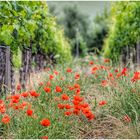 Sommer im Weinberg (I)