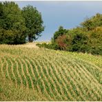 Sommer im Weinviertel...