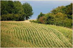 Sommer im Weinviertel...