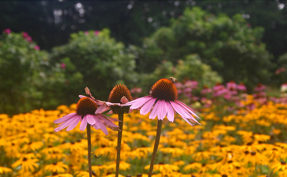 Sommer im Westfalenpark