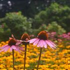 Sommer im Westfalenpark