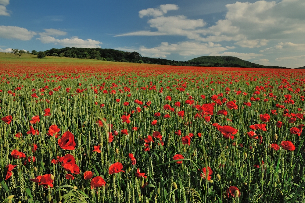 *Sommer im Wittlicher Land*