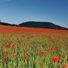 *Sommer im Wittlicher Land III*