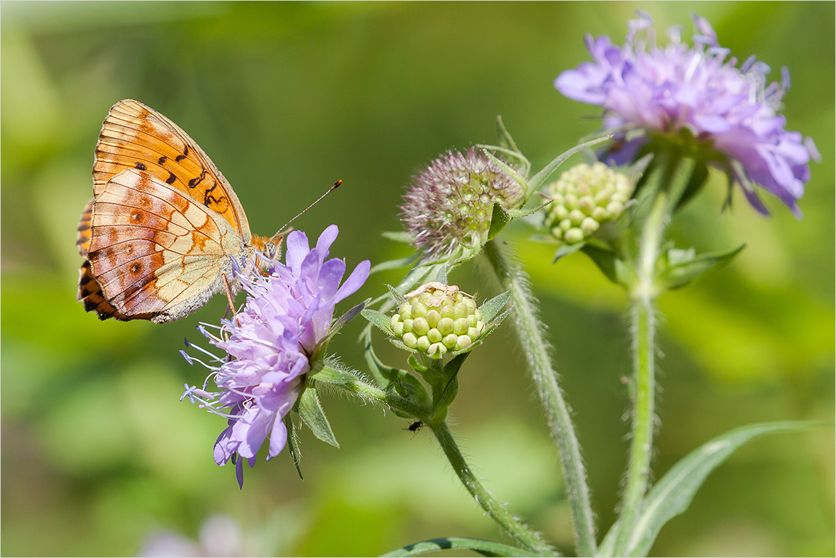 Sommer Impression