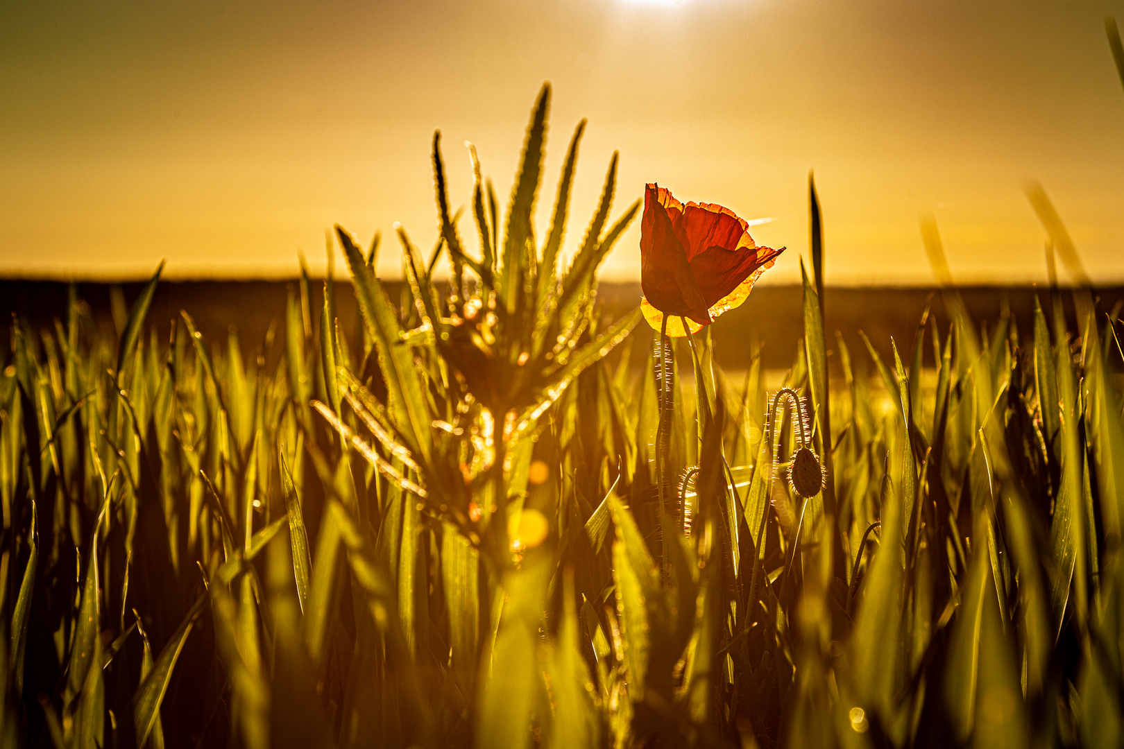 Sommer-Impression