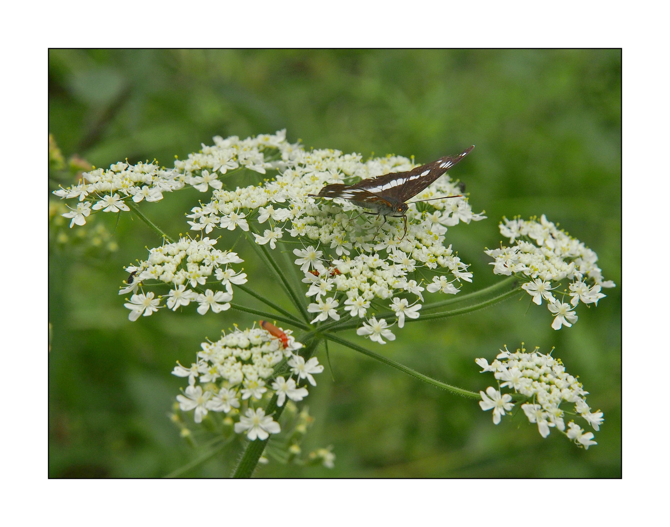 Sommer-Impression